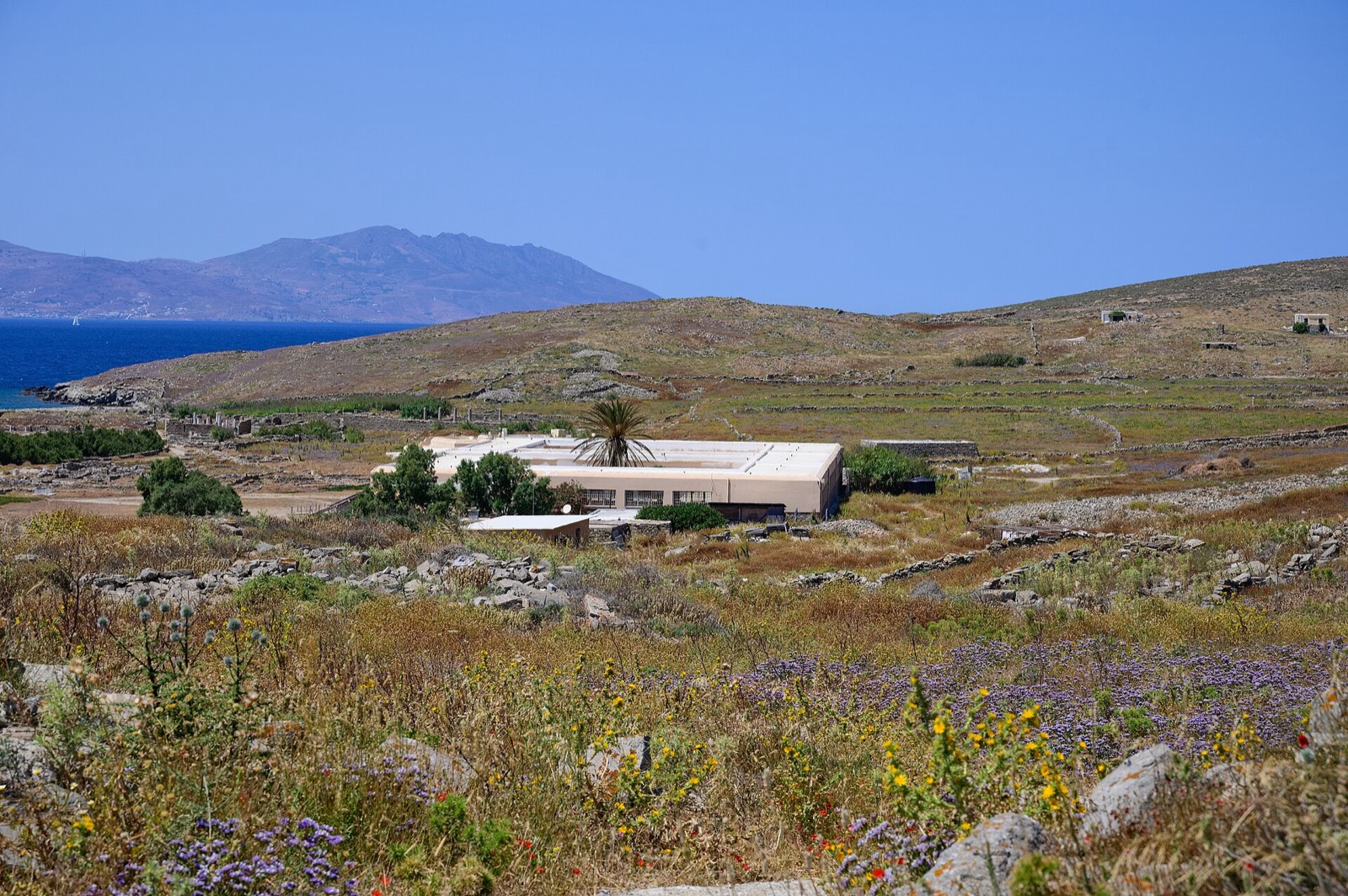 The Archaeological Museum of Delos