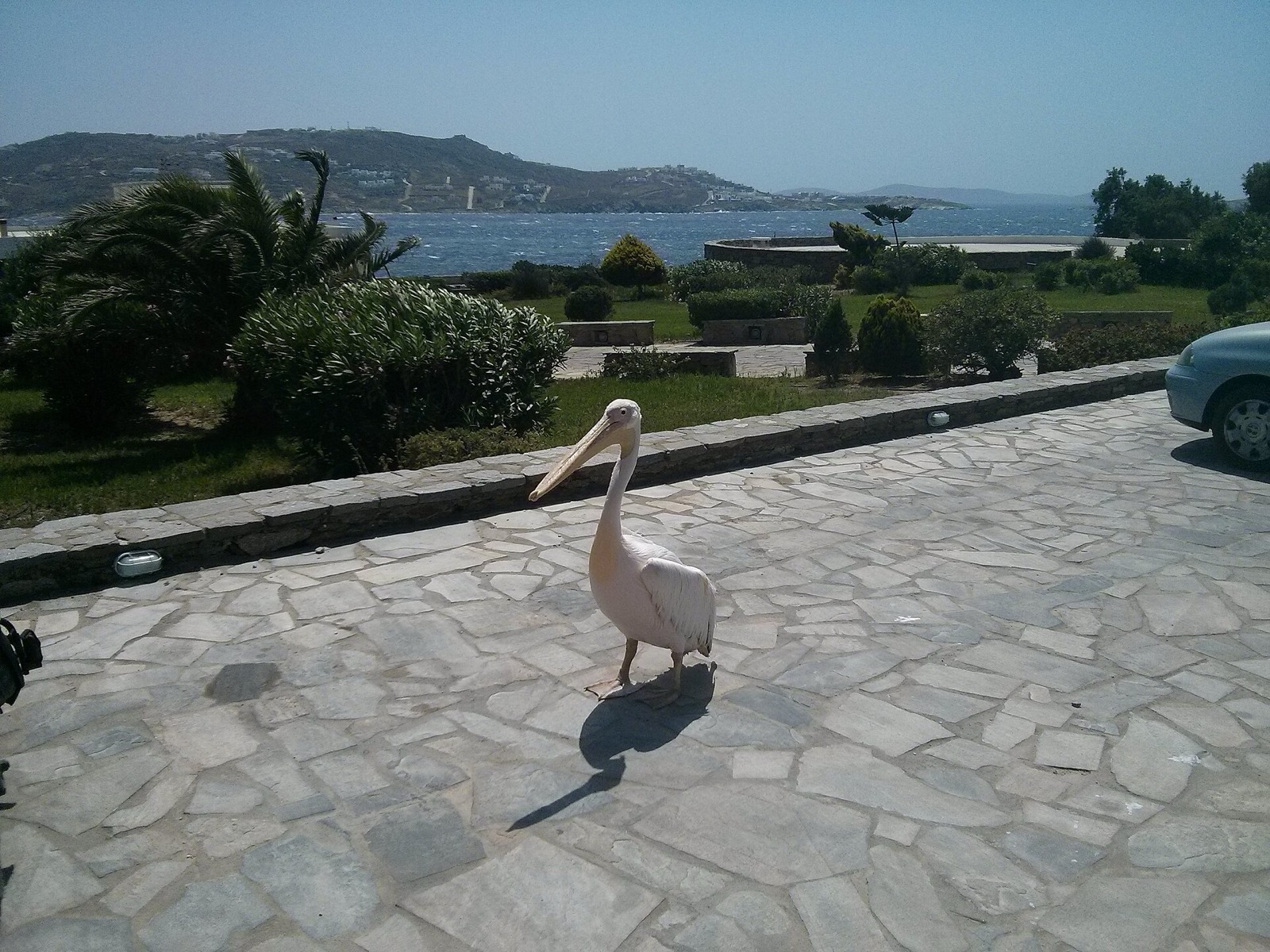 Petros the pelican on the waterfront of Chora
